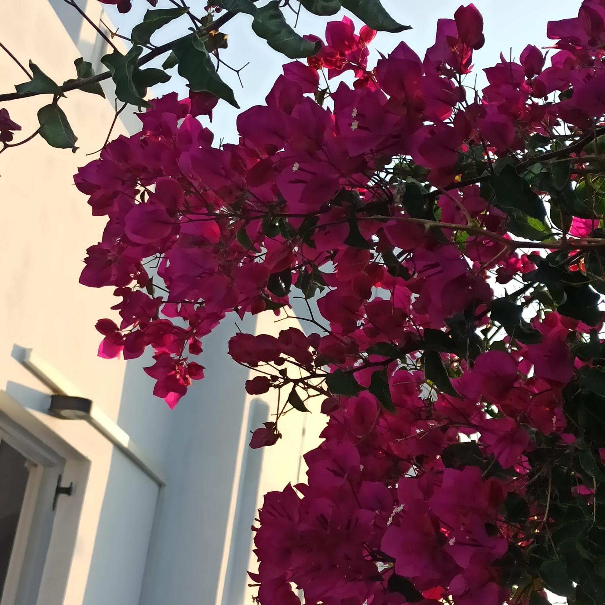 Isalos Paros Naousa  Exterior foto